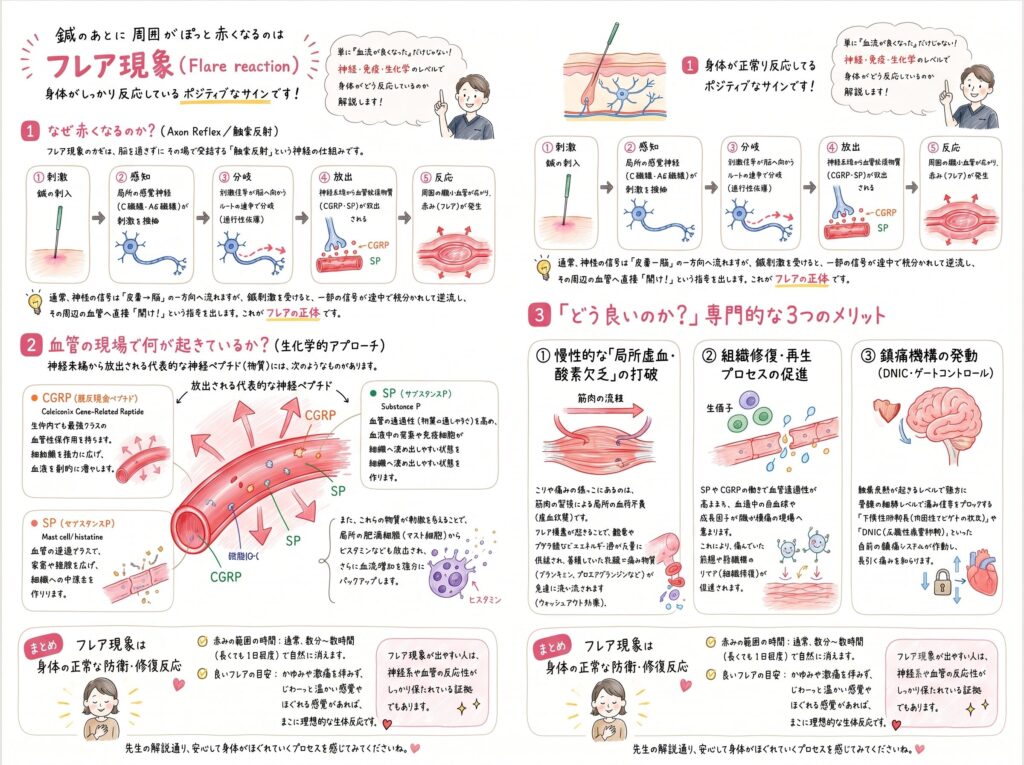 鍼治療時のフレア現象について詳細に説明