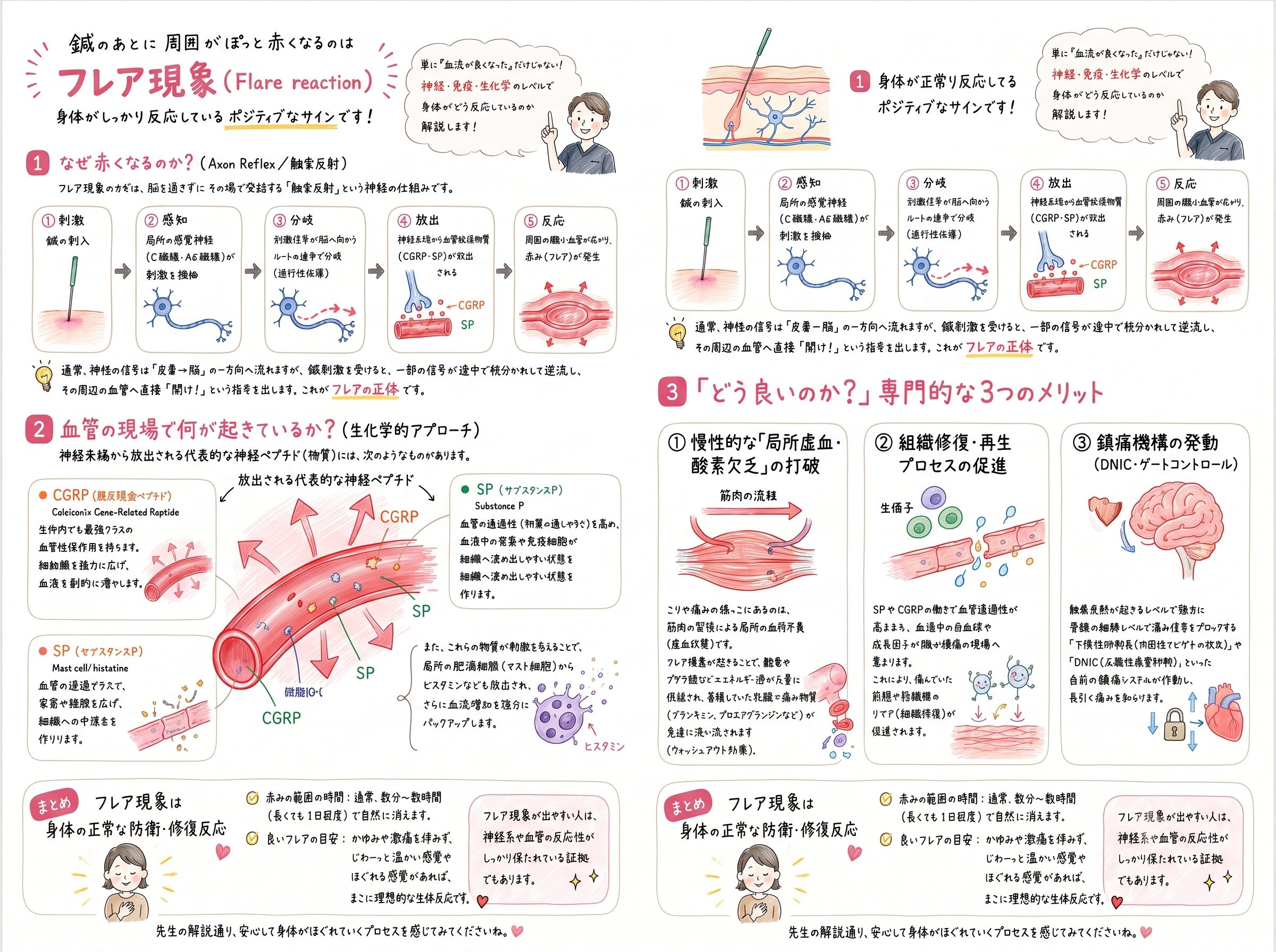 鍼治療時のフレア現象について詳細に説明